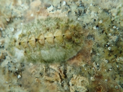 Acanthochitona fascicularis