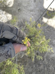 Cleomella plocasperma