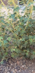 Fremontodendron decumbens