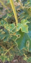 Fremontodendron decumbens