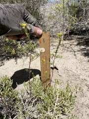 Cleomella plocasperma