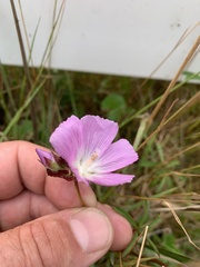 Sidalcea calycosa rhizomata