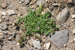 Trifolium wigginsii