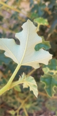 Fremontodendron decumbens