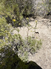 Cleomella plocasperma