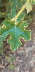 Fremontodendron decumbens