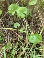 Sidalcea calycosa rhizomata