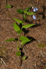 Mertensia paniculata paniculata