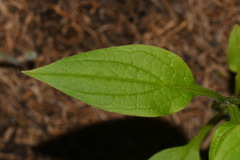 Mertensia paniculata paniculata