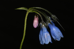 Mertensia paniculata paniculata