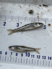 Notropis dorsalis