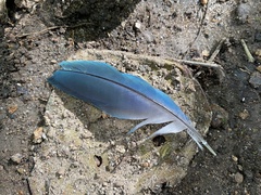 Cyanocorax melanocyaneus