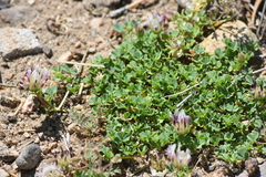 Trifolium wigginsii