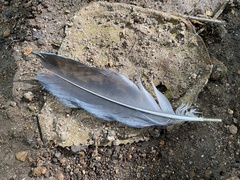 Cyanocorax melanocyaneus