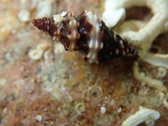 Enginella leucozona