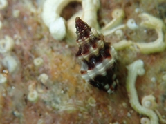 Enginella leucozona