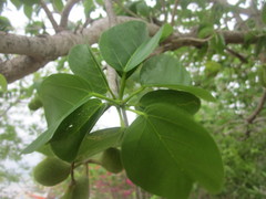 Sterculia ceramica