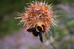 Bombus medius