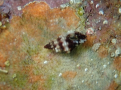 Enginella leucozona