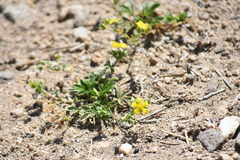 Potentilla luteosericea