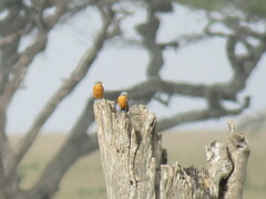 Melaenornis semipartitus