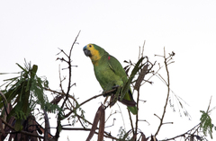 Amazona aestiva aestiva