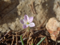 Phemeranthus confertiflorus