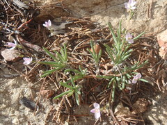 Phemeranthus confertiflorus