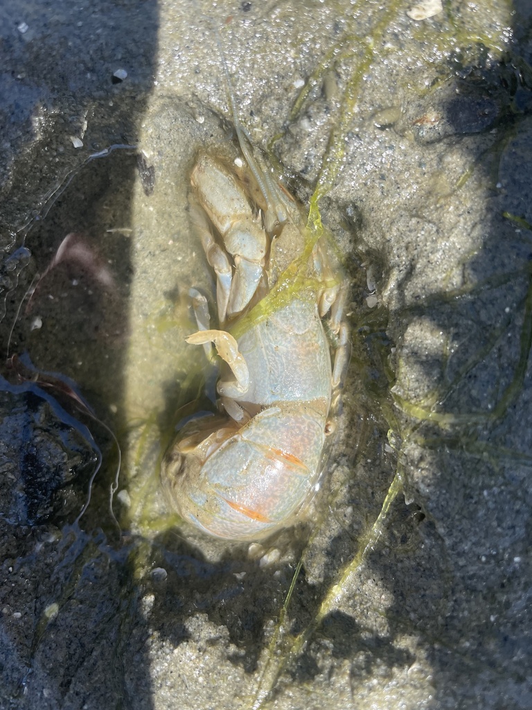 blue mud shrimp