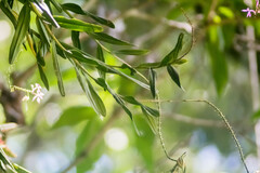 Epidendrum flexuosum