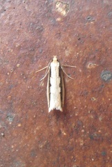 Leptocroca sanguinolenta