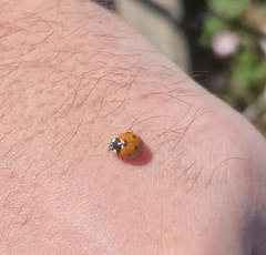 Coccinella septempunctata