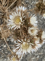 Carlina sicula