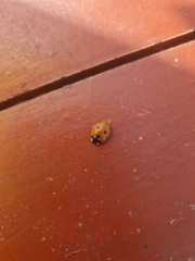 Coccinella septempunctata