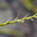 Stalky Grass - Photo (c) Cheng-Tao Lin, some rights reserved (CC BY), uploaded by Cheng-Tao Lin