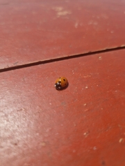 Coccinella septempunctata