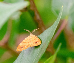 Mellilla xanthometata