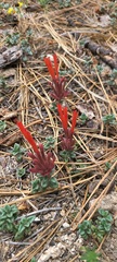 Monardella macrantha macrantha