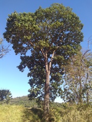 Zeyheria tuberculosa