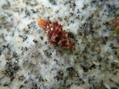 Muricopsis cristata