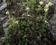 Saxifraga bronchialis funstonii