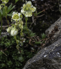 Saxifraga bronchialis funstonii
