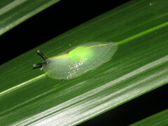 Gaeotis nigrolineata