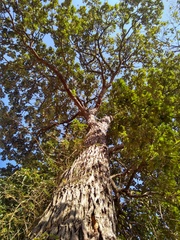 Zeyheria tuberculosa