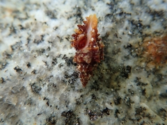 Muricopsis cristata