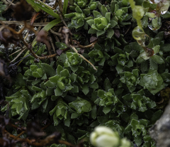 Saxifraga bronchialis funstonii