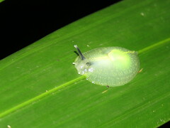 Gaeotis nigrolineata