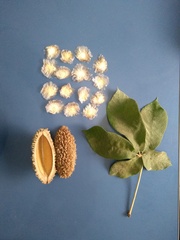 Zeyheria tuberculosa