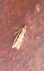 Leptocroca sanguinolenta