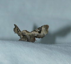 Dysodia granulata